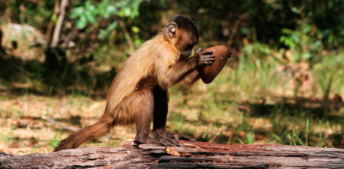 Macacos-prego brasileiros estão em sua própria 'idade da pedra' há