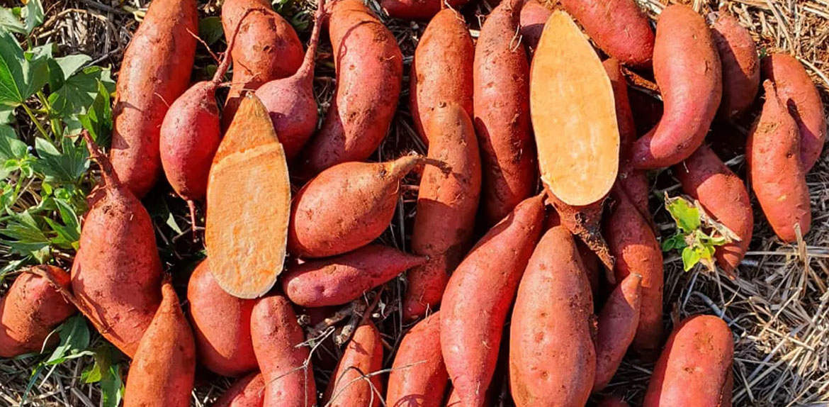 Pesquisadores desenvolvem nova forma de cultivar batata-doce de polpa alaranjada, com alto valor nutricional