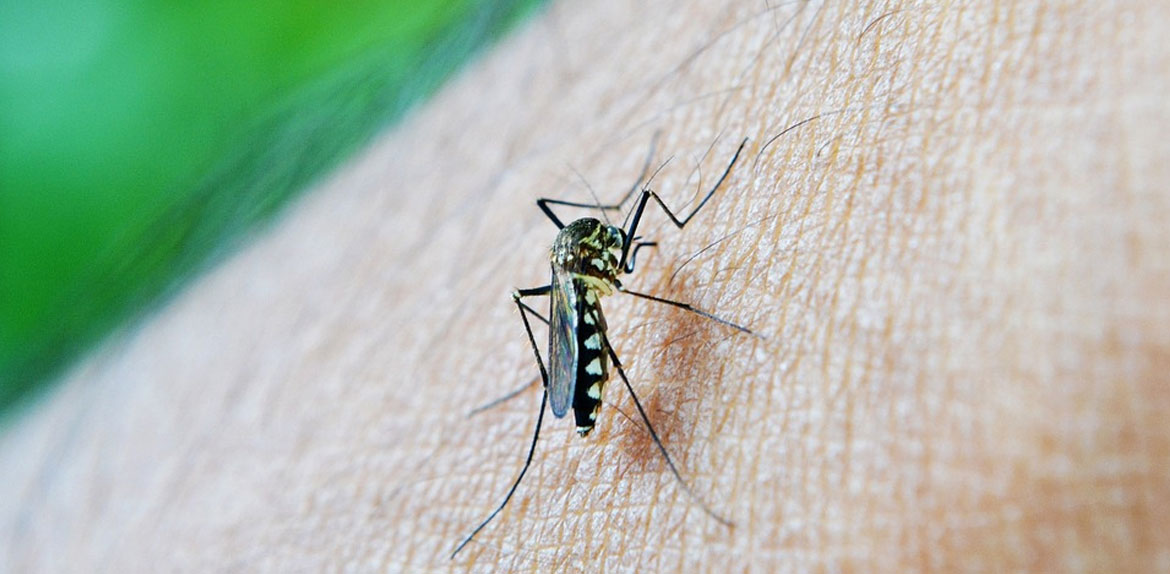 Desleixo das pessoas com os criadouros e chuvas: a fórmula perfeita para casos de dengue