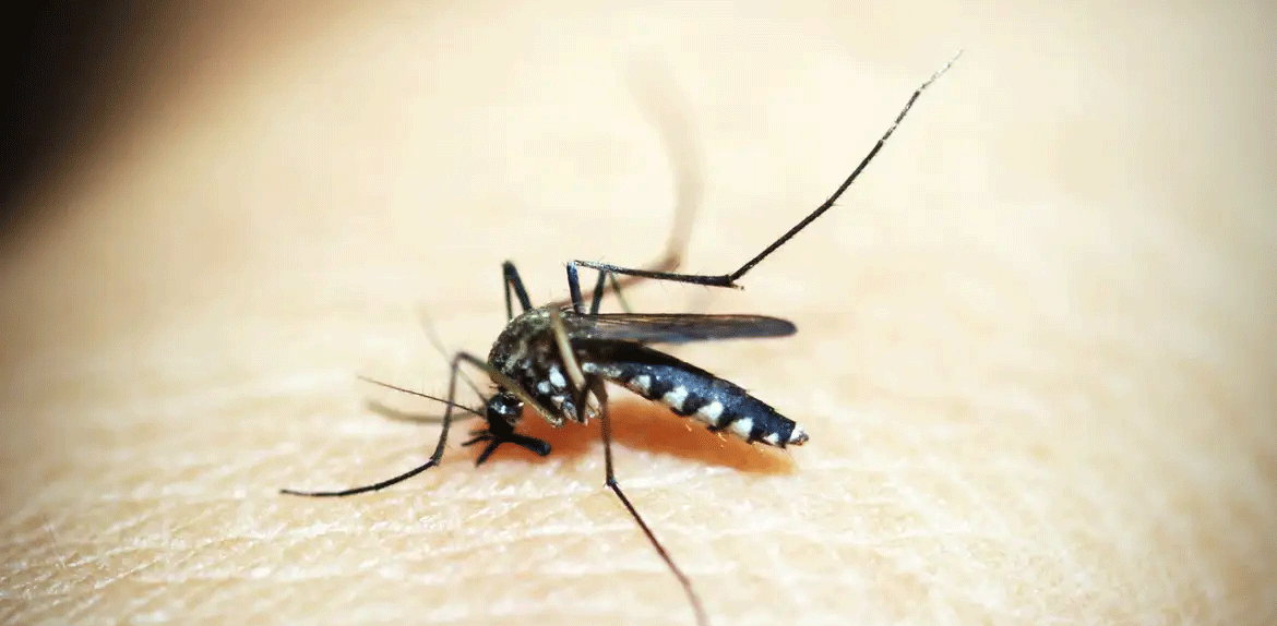 Mosquito é o animal que mais mata no mundo; veja os cuidados