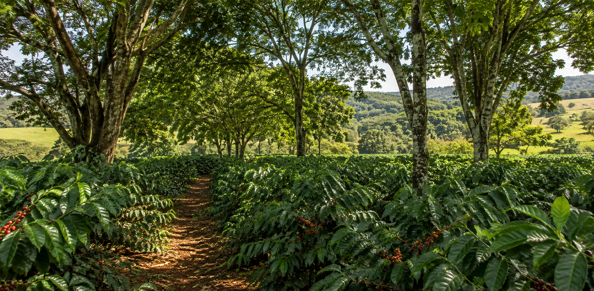 Cafeicultura resgata raízes em Taquaritinga com aposta em café sombreado e produção de alta qualidade